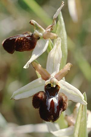 Ophrys panormitana subsp. panormitana \ Palermo-Ragwurz / Palermo Spider Orchid, Sizilien/Sicily,  Isnello 6.4.1998 