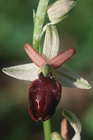 Ophrys panormitana subsp. panormitana \ Palermo-Ragwurz / Palermo Spider Orchid, Sizilien/Sicily,  Monte Grosso 11.4.1999 