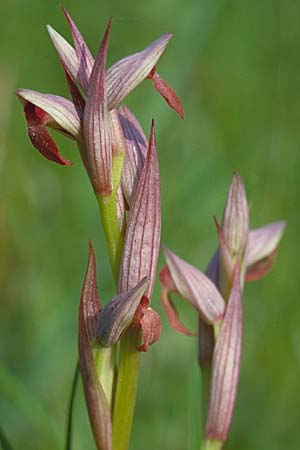 Serapias parviflora \ Kleinblütiger Zungenständel / Small Tongue Orchid, Sizilien/Sicily,  Ferla 26.4.1998 