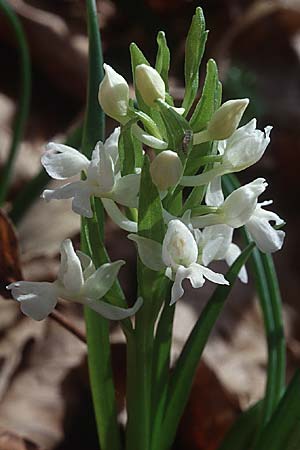 Dactylorhiza romana \ Römische Fingerwurz / Roman Orchid, Sizilien/Sicily,  Ätna/Etna 7.4.1998 