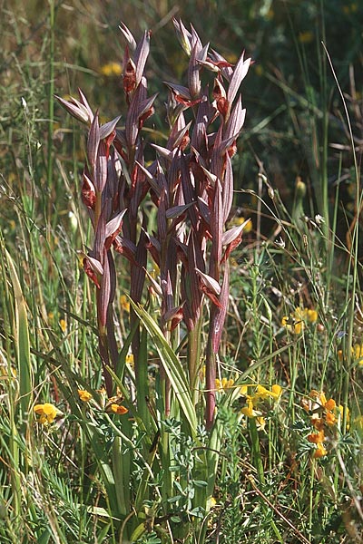 Serapias bergonii \ Lockerblütiger Zungenständel / Bergon's Serapias, Sizilien/Sicily,  Niscemi 3.4.1998 