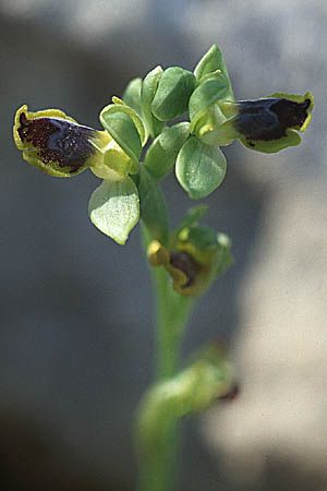 Ophrys sicula / Sicilian Bee Orchid, Sicily,  Niscemi 2.4.1998 