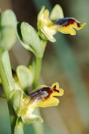 Ophrys sicula / Sicilian Bee Orchid, Sicily,  Niscemi 14.3.2002 