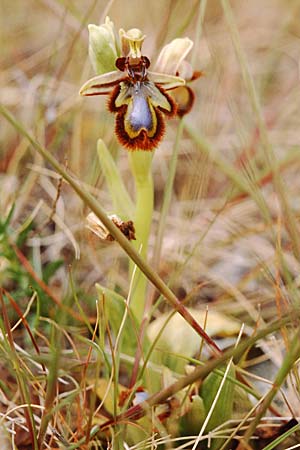Ophrys speculum \ Spiegel-Ragwurz / Mirror Orchid, Sizilien/Sicily,  Palermo,Monte Catalfano 30.3.1998 