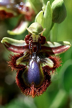 Ophrys speculum \ Spiegel-Ragwurz / Mirror Orchid, Sizilien/Sicily,  Noto 14.4.1999 