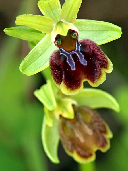 Ophrys sphegodes / Early Spider Orchid, Sicily,  Prov. Ragusa 11.3.2021 (Photo: Enzo Lanza)