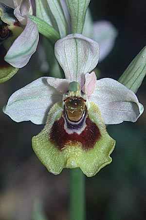 Ophrys grandiflora \ Großblütige Wespen-Ragwurz / Sicilian Sawfly Orchid, Sizilien/Sicily,  Niscemi 11.3.2002 