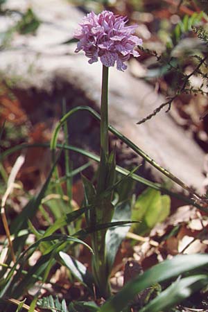 Neotinea tridentata \ Dreizähniges Knabenkraut, Sizilien,  Vizzini 4.4.1998 