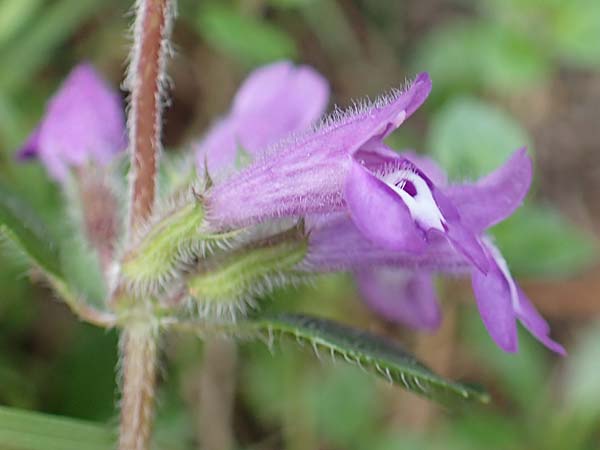 Clinopodium alpinum \ Alpen-Steinquendel, Alpen-Bergminze / Alpine Calamint, Slowenien/Slovenia Koschuta, Planina Pungrat 6.7.2019