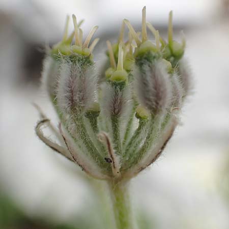 Athamanta cretensis \ Gewhnliche Augenwurz, Alpen-Augenwurz / Candy Carrot, Slowenien/Slovenia Koschuta, Planina Pungrat 6.7.2019