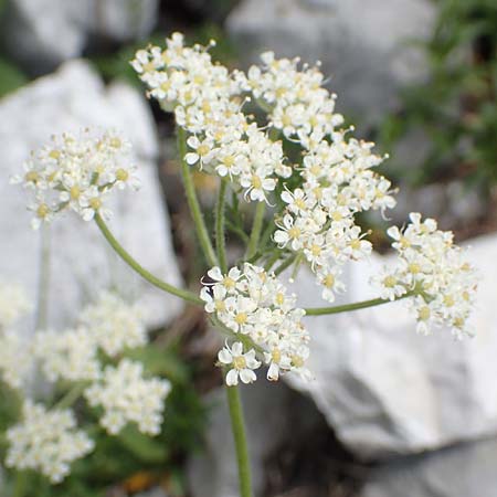 Athamanta cretensis \ Gewhnliche Augenwurz, Alpen-Augenwurz / Candy Carrot, Slowenien/Slovenia Koschuta, Planina Pungrat 6.7.2019