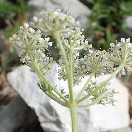 Athamanta cretensis \ Gewhnliche Augenwurz, Alpen-Augenwurz, Slowenien Koschuta, Planina Pungrat 6.7.2019