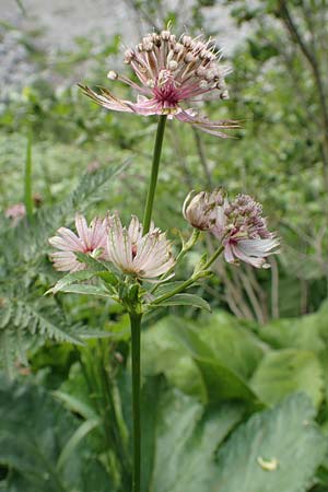 Astrantia major subsp. involucrata / Carinthian Masterwort, Slovenia Loibl-Pass 8.7.2019