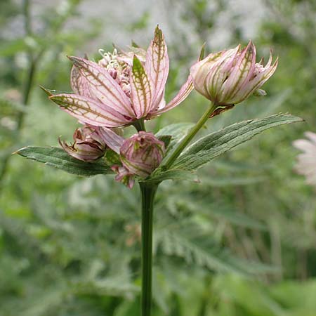 Astrantia major subsp. involucrata \ Krntner Sterndolde / Carinthian Masterwort, Slowenien/Slovenia Loibl-Pass 8.7.2019