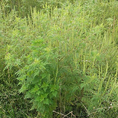 Ambrosia artemisiifolia \ Hohe Ambrosie, Aufrechtes Traubenkraut, Slowenien Sajevce 1.8.2011