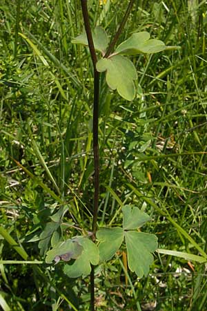 Aquilegia nigricans \ Dunkle Akelei / Dark Columbine, Slowenien/Slovenia Nova Vas 27.6.2010