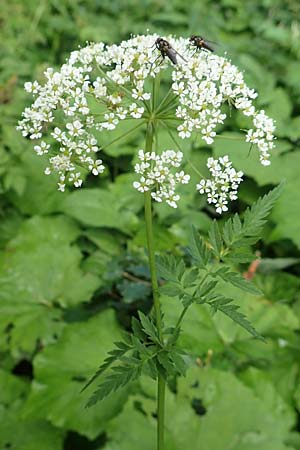 Anthriscus sylvestris \ Wiesen-Kerbel, Slowenien Loibl-Pass 8.7.2019