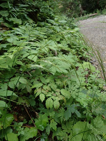 Agrostis stolonifera \ Weies Straugras, Slowenien Medvodje 9.7.2019