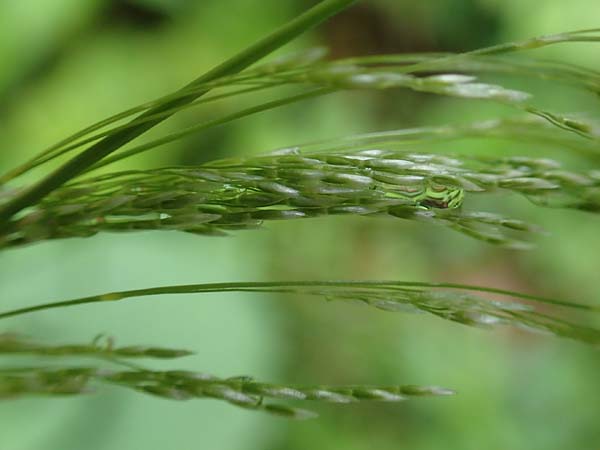 Agrostis stolonifera \ Weies Straugras, Slowenien Medvodje 9.7.2019