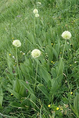 Allium victorialis \ Allermannsharnisch / Alpine Leek, Slowenien/Slovenia Koschuta, Planina Pungrat 6.7.2019