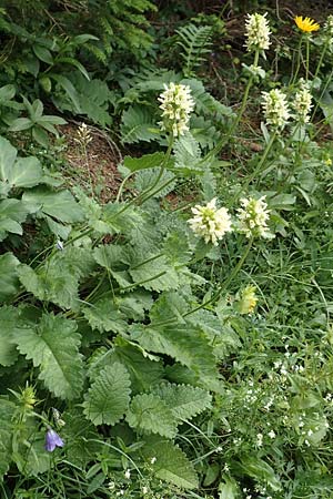 Betonica alopecuros \ Gelbe Betonie, Fuchsschwanz-Ziest / Betony, Slowenien/Slovenia Loibl-Pass 8.7.2019