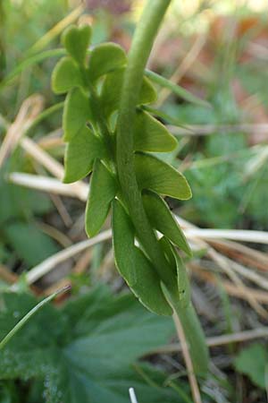 Botrychium lunaria \ Mondraute, Slowenien Koschuta, Planina Pungrat 6.7.2019