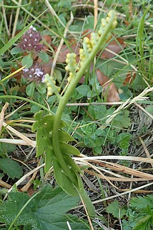 Botrychium lunaria \ Mondraute, Slowenien Koschuta, Planina Pungrat 6.7.2019