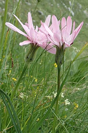 Scorzonera rosea \ Rosenrote Schwarzwurzel, Slowenien Koschuta, Planina Pungrat 6.7.2019