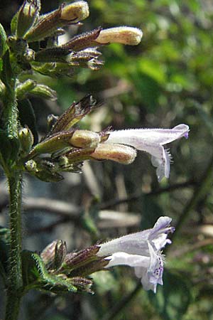 Clinopodium calamintha \ Kleinbltige Bergminze, Slowenien Postojna 14.7.2007