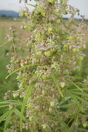 Cannabis sativa / Hemp, Slovenia Sajevce 1.8.2011