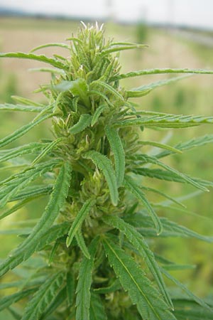 Cannabis sativa \ Hanf, Slowenien Sajevce 1.8.2011