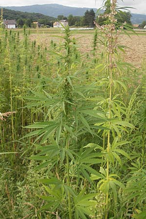 Cannabis sativa / Hemp, Slovenia Sajevce 1.8.2011