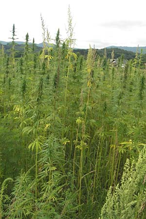 Cannabis sativa / Hemp, Slovenia Sajevce 1.8.2011