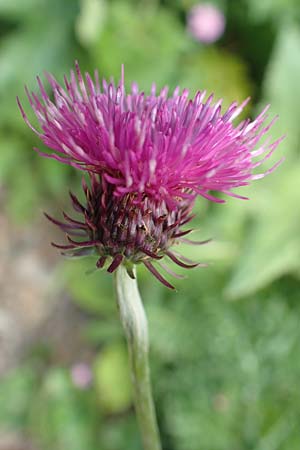 Carduus carduelis \ Stieglitz-Ringdistel / Southeastern Thistle, Slowenien/Slovenia Loibl-Pass 8.7.2019