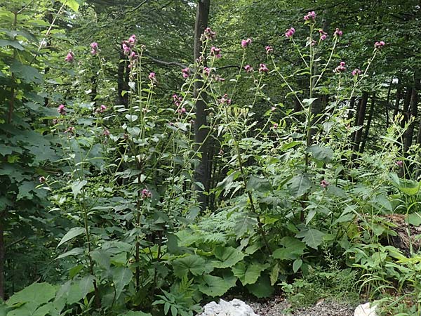 Carduus carduelis \ Stieglitz-Ringdistel / Southeastern Thistle, Slowenien/Slovenia Loibl-Pass 8.7.2019