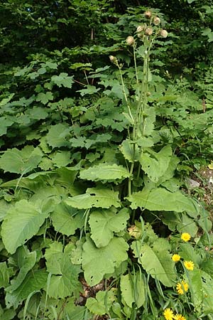 Cirsium carniolicum / Carniolan Thistle, Slovenia Loibl-Pass 8.7.2019