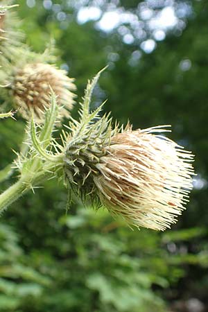 Cirsium carniolicum \ Krainer Kratzdistel / Carniolan Thistle, Slowenien/Slovenia Loibl-Pass 8.7.2019