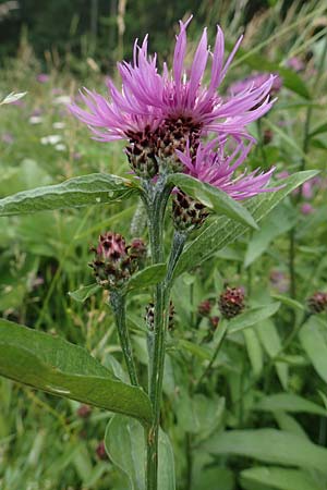 Centaurea jacea \ Wiesen-Flockenblume / Brown Knapweed, Slowenien/Slovenia Loibl-Pass 8.7.2019