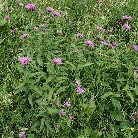Centaurea jacea \ Wiesen-Flockenblume / Brown Knapweed, Slowenien/Slovenia Loibl-Pass 8.7.2019