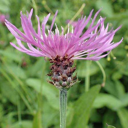 Centaurea jacea \ Wiesen-Flockenblume / Brown Knapweed, Slowenien/Slovenia Loibl-Pass 8.7.2019