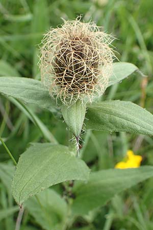 Centaurea nervosa \ Federige Flockenblume / Ornamental Knapweed, Slowenien/Slovenia Koschuta 7.7.2019