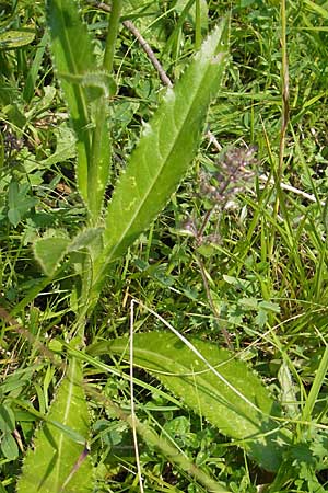 Cirsium pannonicum \ Ungarische Kratzdistel, Slowenien Nova Vas 27.6.2010