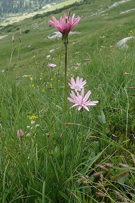 Scorzonera rosea / Rosy Viper's Grass, Slovenia Koschuta, Planina Pungrat 6.7.2019