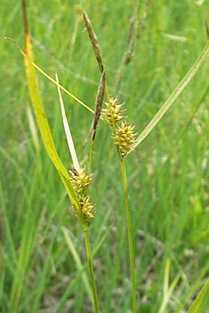 Carex lepidocarpa \ Schuppenfrchtige Gelb-Segge, Slowenien Nova Vas 27.6.2010