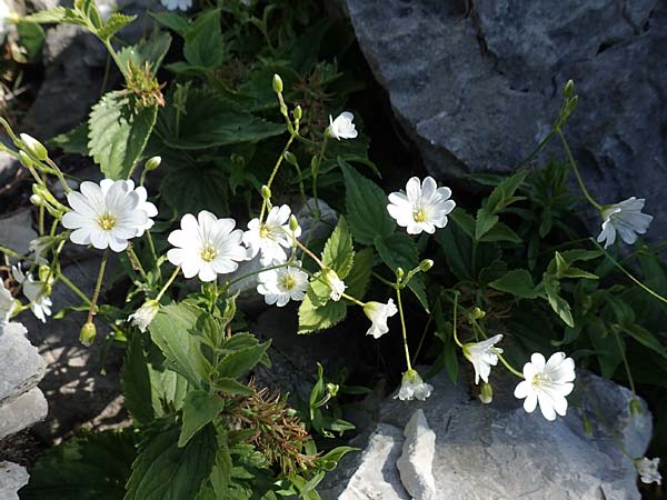 Cerastium arvense subsp. strictum \ Steifes Acker-Hornkraut, Slowenien Koschuta, Planina Pungrat 6.7.2019