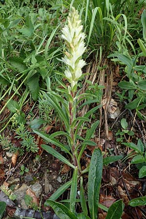 Campanula thyrsoides \ Strau-Glockenblume / Yellow Bellflower, Slowenien/Slovenia Loibl-Pass 8.7.2019