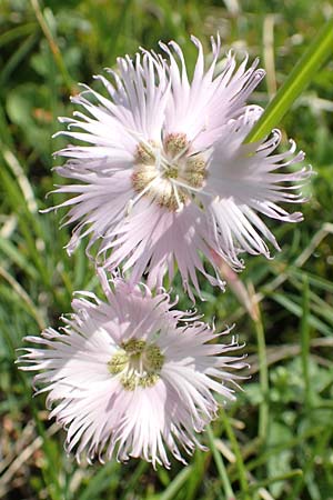 Dianthus sternbergii \ Dolomiten-Nelke, Sternbergs Nelke / Sternberg's Pink, Slowenien/Slovenia Koschuta 7.7.2019