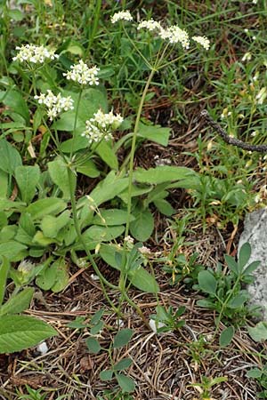 Laserpitium siler \ Berg-Laserkraut, Echter Bergkmmel / Narrow-Leaved Sermountain, Slowenien/Slovenia Koschuta, Planina Pungrat 6.7.2019