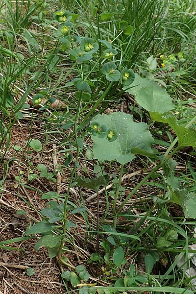 Euphorbia amygdaloides \ Mandelblttrige Wolfsmilch / Mediterranean Spurge, Slowenien/Slovenia Koschuta 7.7.2019