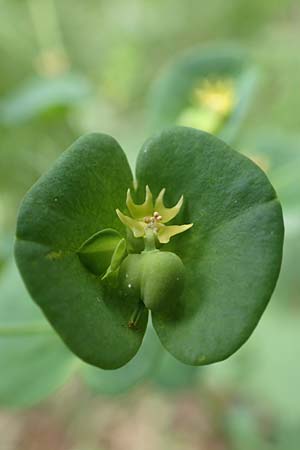 Euphorbia amygdaloides \ Mandelblttrige Wolfsmilch / Mediterranean Spurge, Slowenien/Slovenia Koschuta 7.7.2019